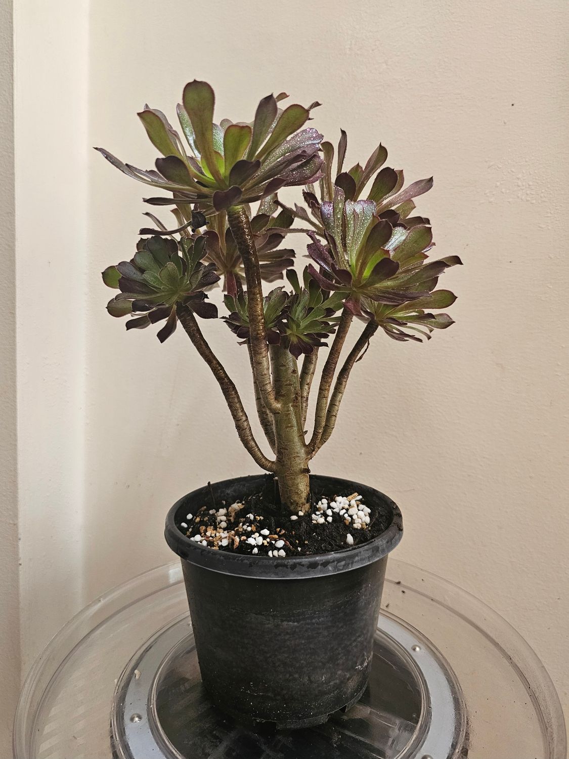 Bold Beauty Aeonium &#39;Arboreum Atropurpureum&#39; - Purple Rose