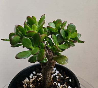 Crassula Ovata ‘Botany Bay’: Special, Rare, Compact, Vibrant, and Easy-Care!
