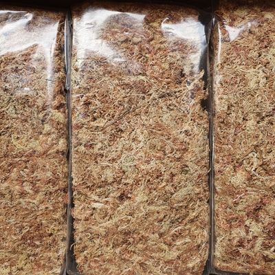 Premium Grade Spaghnum Moss - 150g/500g