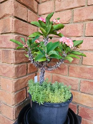 Flamingo Pink Euphorbia Milii Crown of Thorns on Gold Mound