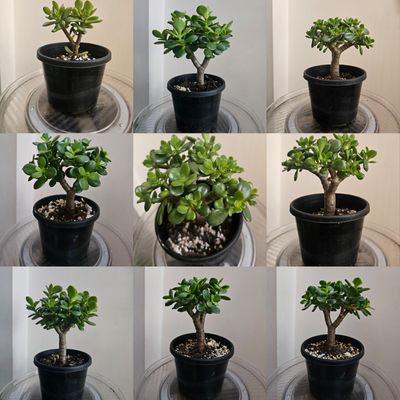 Crassula Ovata ‘Botany Bay’: Special, Rare, Compact, Vibrant, and Easy-Care!