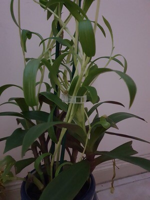 100 Reusable plastic support clips for tall vining plants