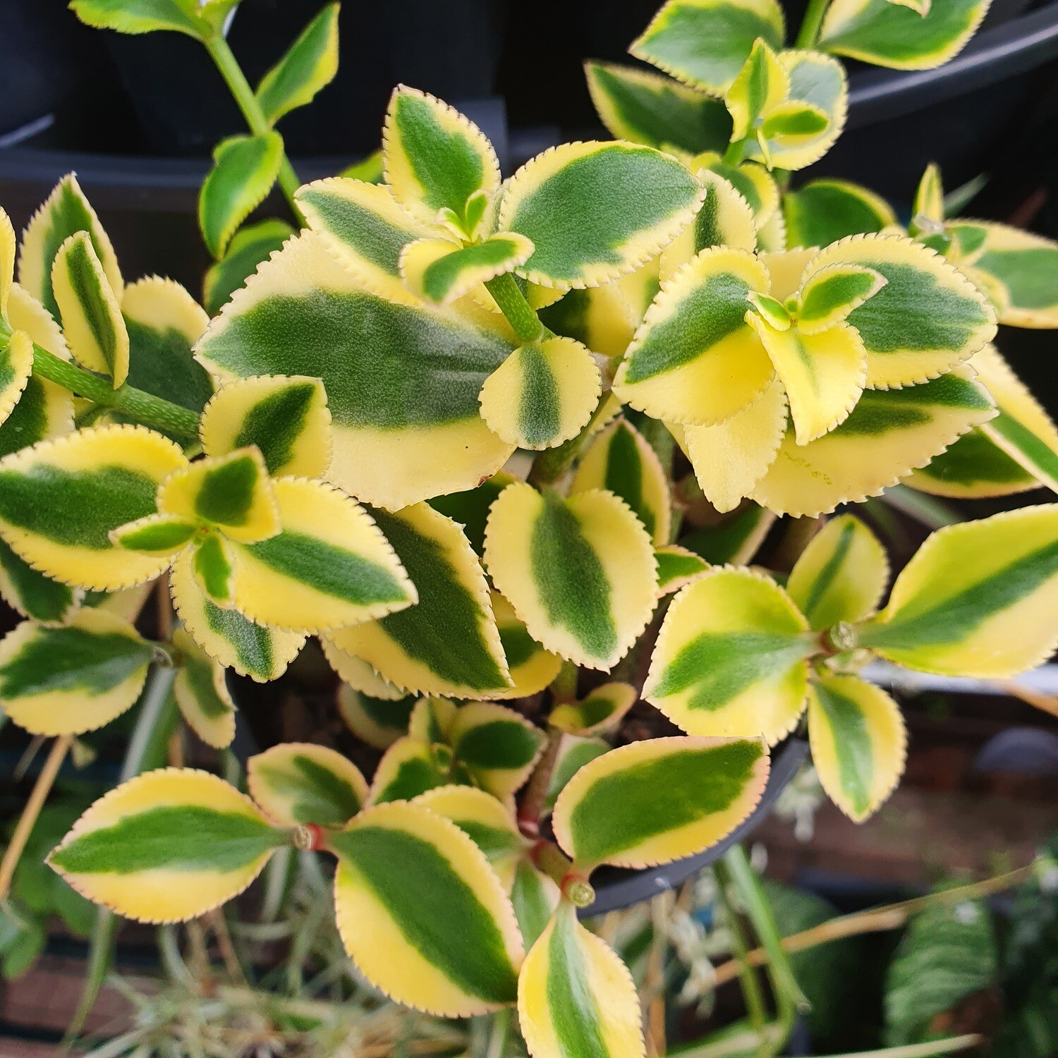 Captivating Variegation: Crassula Sarmentosa 'Comet'