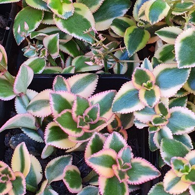 Captivating Variegation: Crassula Sarmentosa 'Comet'