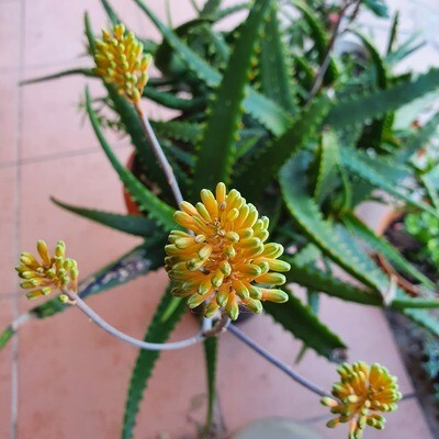 Fascinating Aloe Firebirds for Landscape Gardens & Rockeries