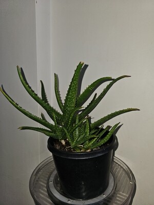 Fascinating Aloe Firebirds for Landscape Gardens & Rockeries Fascinating Aloe Firebirds for Landscape Gardens & Rockeries
