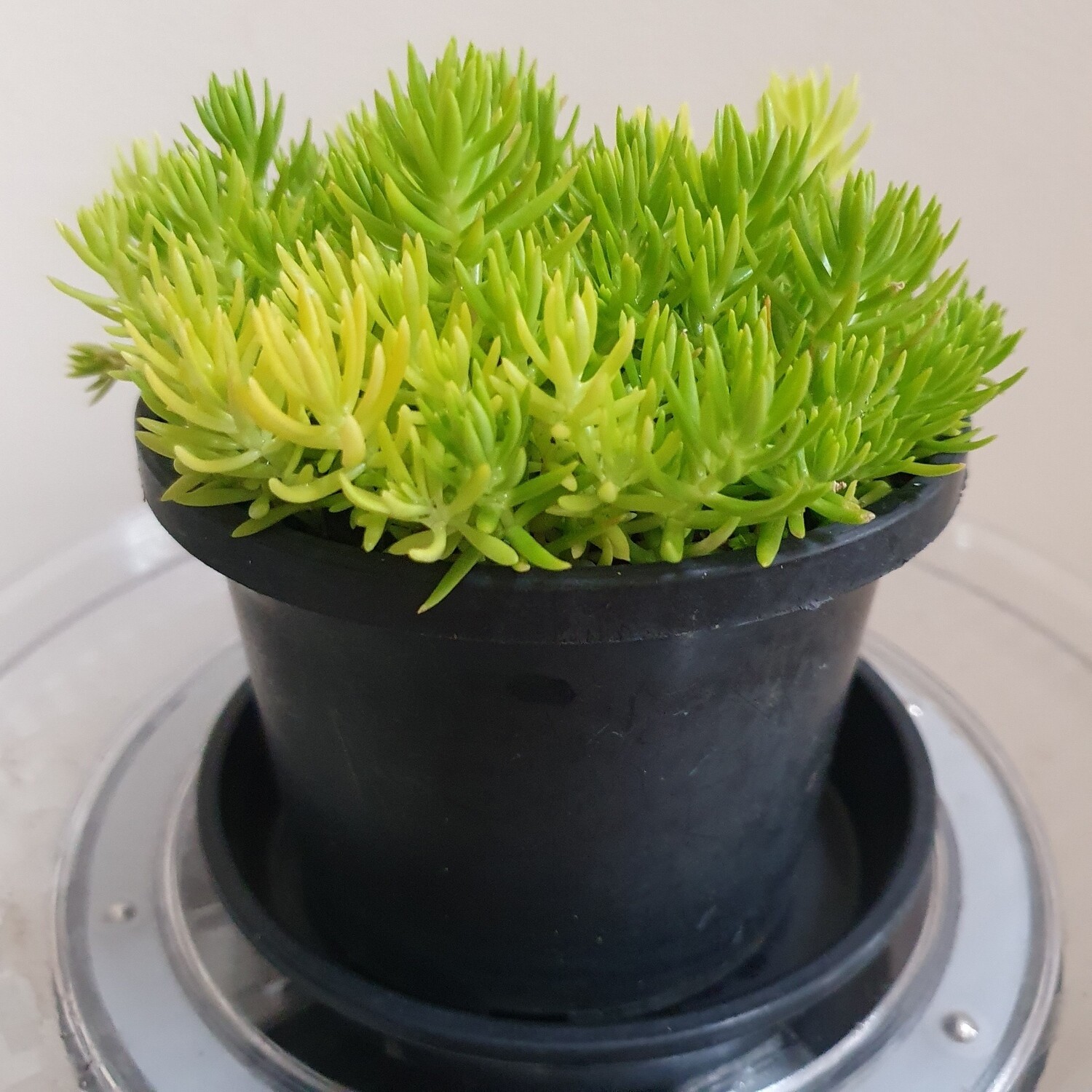 Compact Bright Refreshing Sedum Hispanium Aurea ‘Gold Mound’