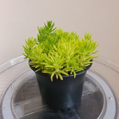 Compact Bright Refreshing Sedum Hispanium Aurea ‘Gold Mound’