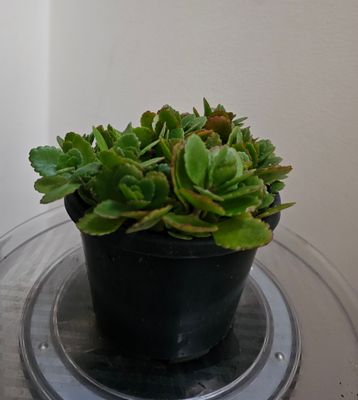 Kalanchoe Blossfeldiana Cheerful Blooms for Every Season!