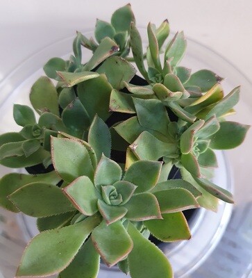 Drought Tolerant Aeonium Decorum ‘Green Pinwheel/Fairy Wings’