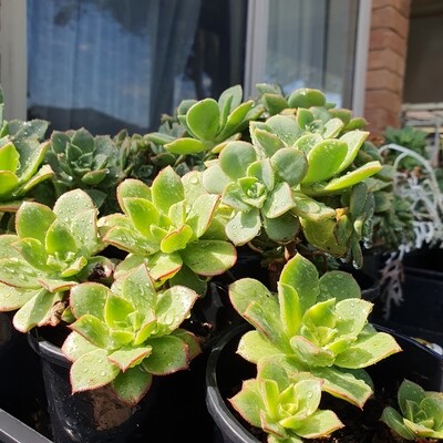 Drought Tolerant Aeonium Decorum ‘Green Pinwheel/Fairy Wings’ Drought Tolerant Aeonium Decorum ‘Green Pinwheel/Fairy Wings’