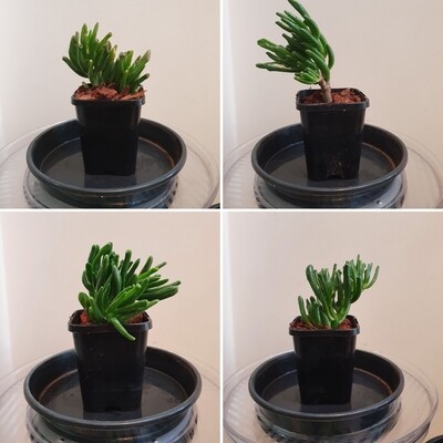 Ornamental Drought Tolerant Crassula Ovata ‘Gollum’