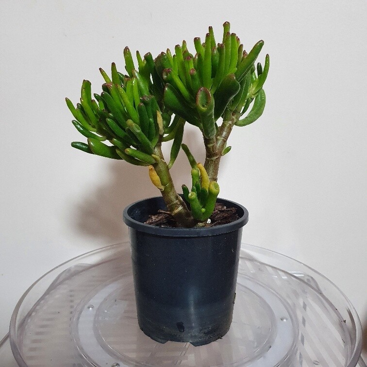 Ornamental Drought Tolerant Crassula Ovata ‘Gollum’
