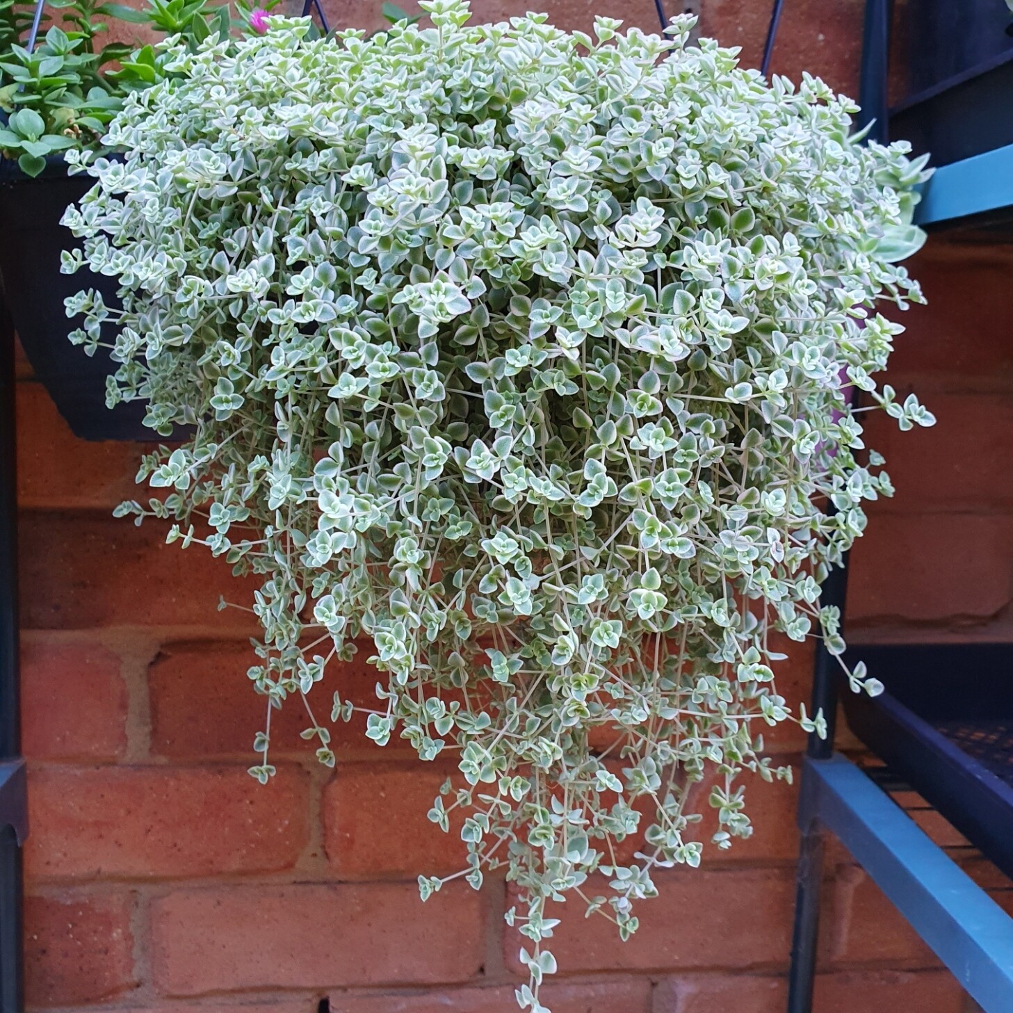 Sedum ‘Dainty Little Missy’ Delightful Delicate Trailing Plant