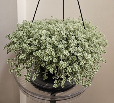 Sedum ‘Dainty Little Missy’ Delightful Delicate Trailing Plant