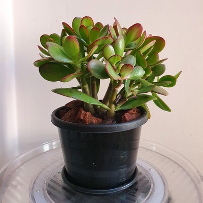 Auspicious Good Luck Fengshui Plant - Crassula Ovata 'Minima'