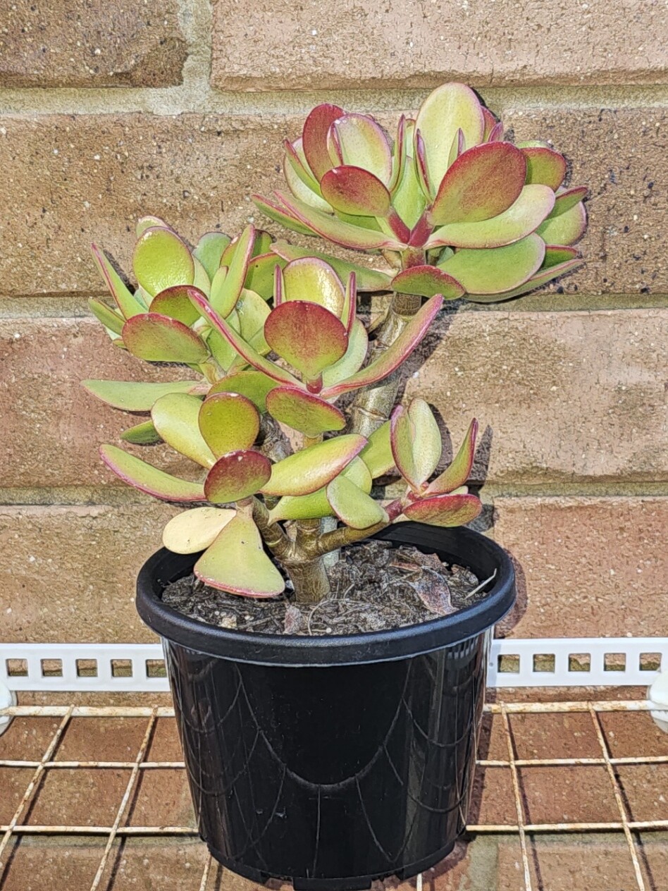 Auspicious Good Luck Fengshui Plant - Crassula Ovata 'Minima'