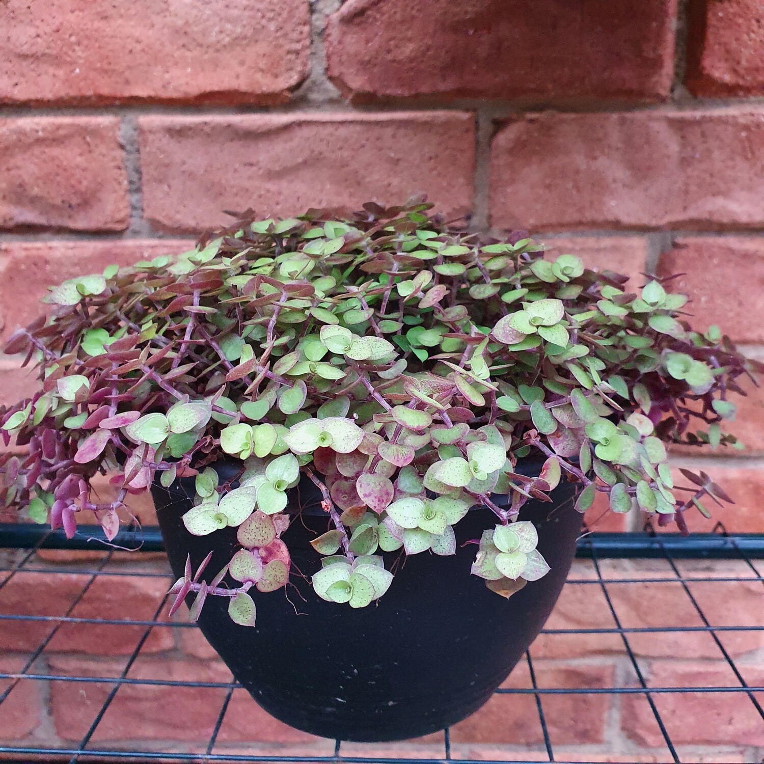Tradescantia Callisia Repens ‘Turtle Vine’, 'Creeping Inchplant'