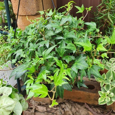 Low Light Tolerant Indoor-Outdoor Hedera Helix ‘English Ivy’