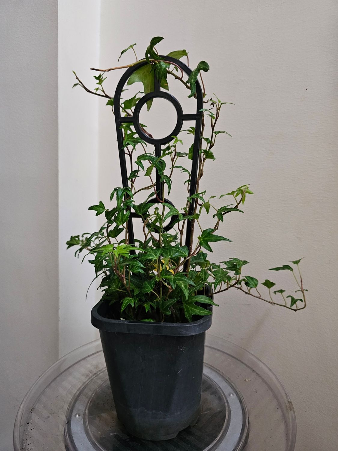 Low Light Tolerant Indoor-Outdoor Hedera Helix ‘English Ivy’