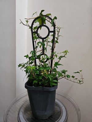 Low Light Tolerant Indoor-Outdoor Hedera Helix ‘English Ivy’