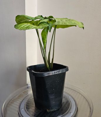 Air-Purifying Fengshui Syngonium Podophyllum 'Butterfly'