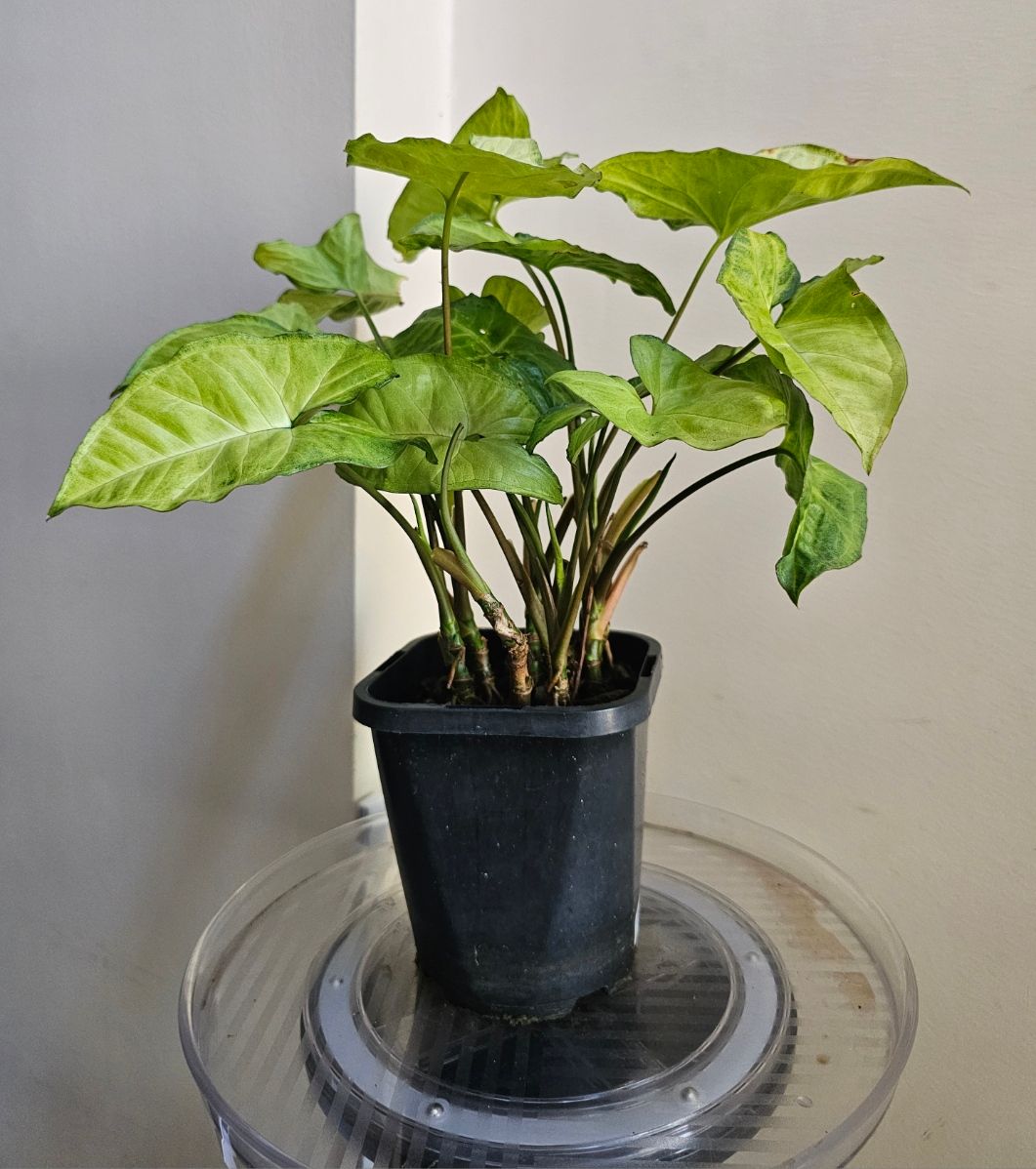 Air-Purifying Fengshui Syngonium Podophyllum 'Butterfly'
