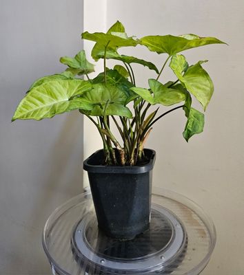 Air-Purifying Fengshui Syngonium Podophyllum 'Butterfly' Air-Purifying Fengshui Syngonium Podophyllum 'Butterfly'