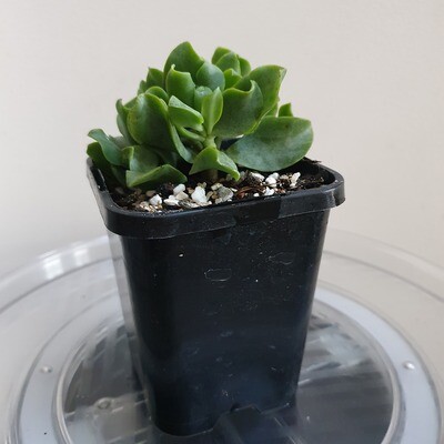 Crassula Ovata Undulatifolia 'Ripple Jade': The Rippling Wonder