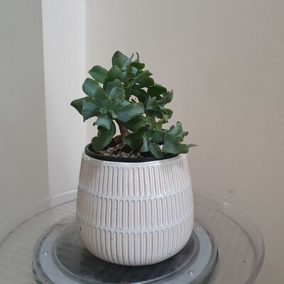 Crassula Ovata Undulatifolia 'Ripple Jade': The Rippling Wonder