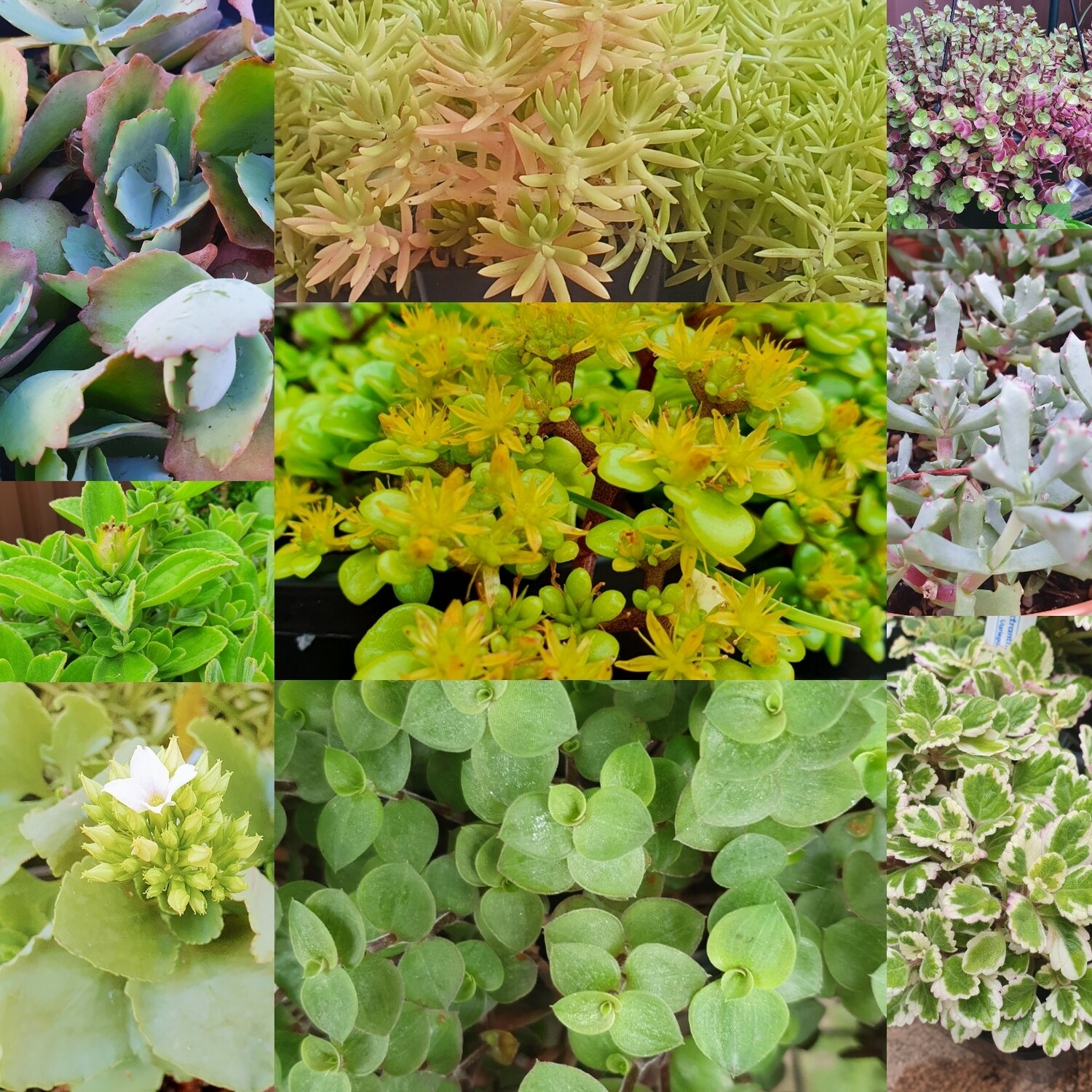 Variety Groundcovers/Rockeries Bare-Rooted Plant Cuttings