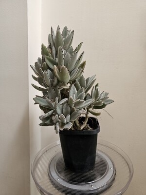 Velvety Kalanchoe Tomentosa 'Panda Plant'