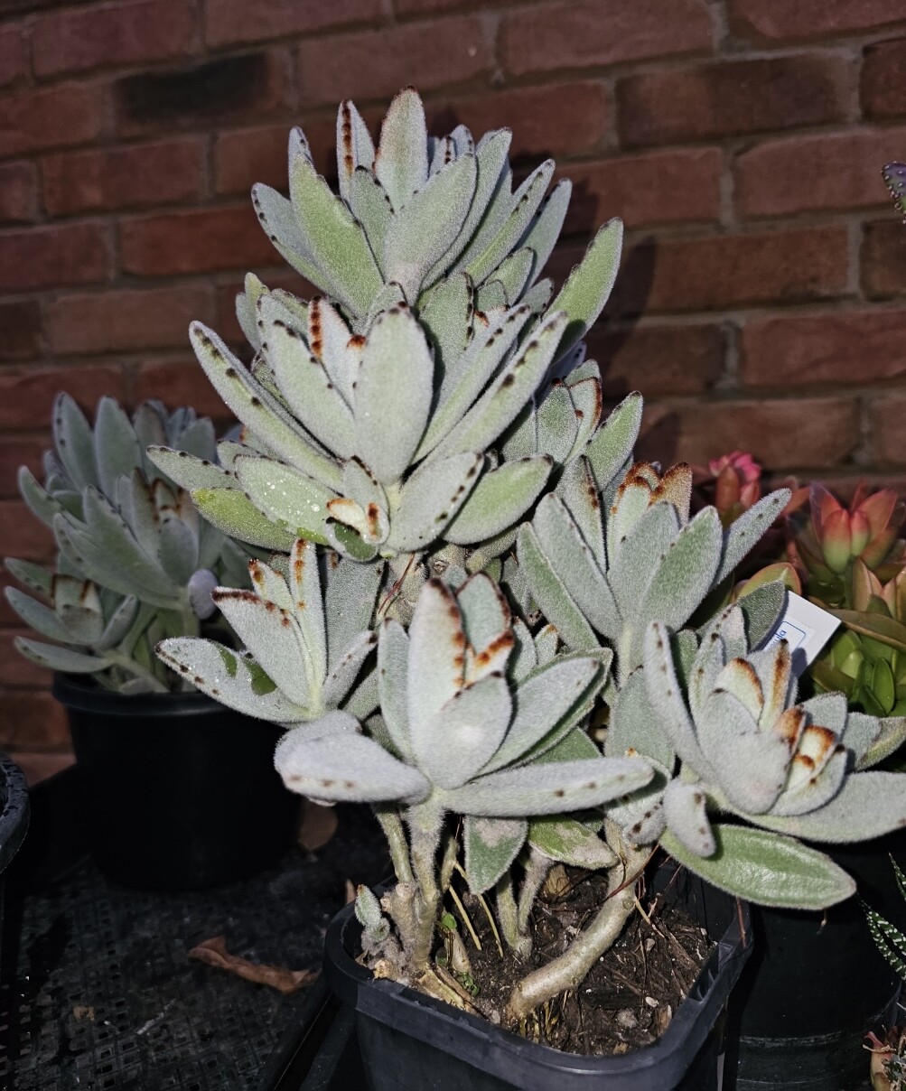 Velvety Kalanchoe Tomentosa 'Panda Plant'