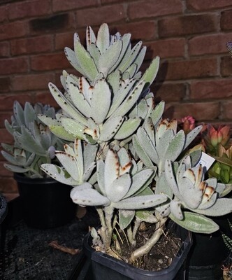 Velvety Kalanchoe Tomentosa 'Panda Plant' Velvety Kalanchoe Tomentosa 'Panda Plant'