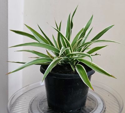 Air Purifying Chlorophytum Comosum ‘Spider Plants-Ocean'