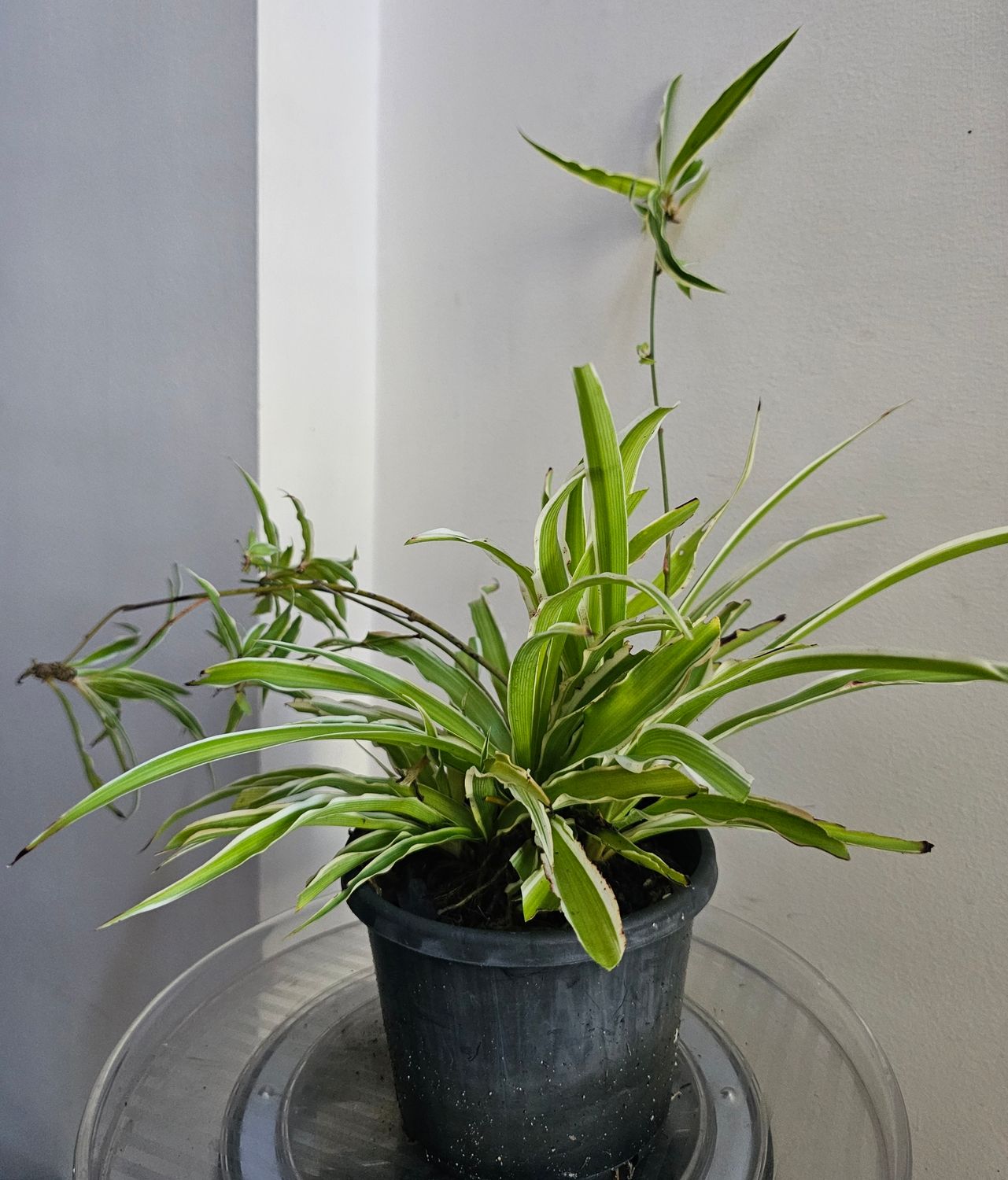 Air Purifying Chlorophytum Comosum ‘Spider Plants-Ocean'