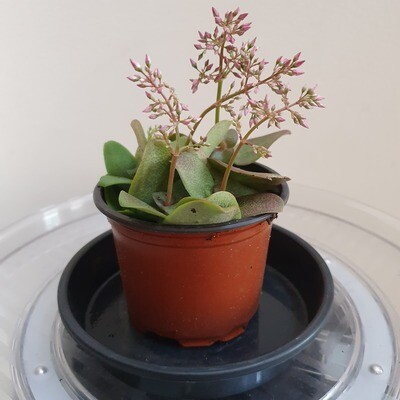 Aichryson Laxum ‘Fairy Crassula-Tree of Love' Aichryson Laxum ‘Fairy Crassula-Tree of Love'