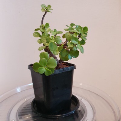 Variety Portulacaria Afra Fengshui & Air Purifying ‘Dwarf Jade Plant'