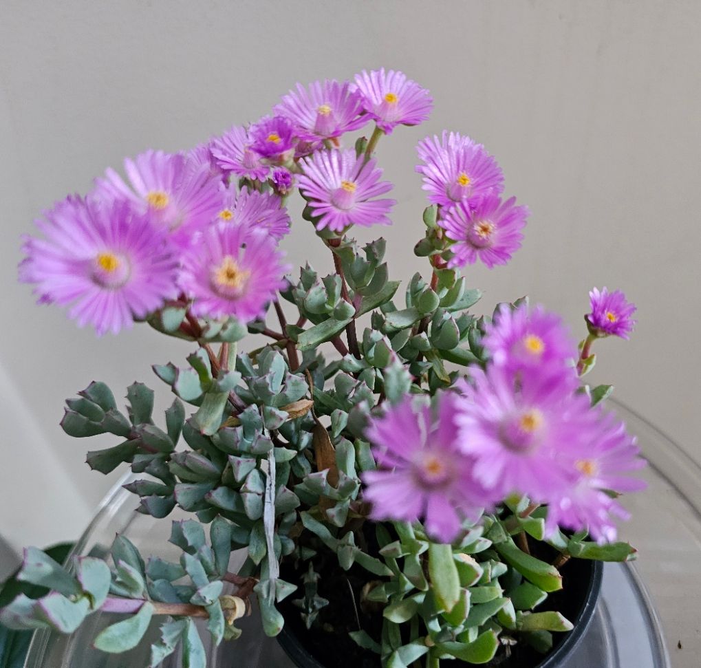 Oz Native Carpobrotus Glaucesen ‘Pigface' Flowering Groundcover