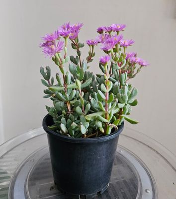 Oz Native Carpobrotus Glaucesen ‘Pigface' Flowering Groundcover