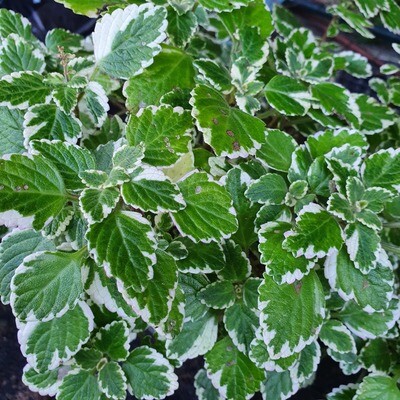 Pretty Fuzzy Velvety Plectranthus Madagascariensis ‘Swedish Ivy’