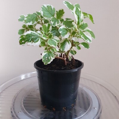 Pretty Fuzzy Velvety Plectranthus Madagascariensis ‘Swedish Ivy’ Pretty Fuzzy Velvety Plectranthus Madagascariensis ‘Swedish Ivy’