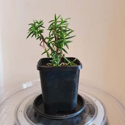 Sun Loving Bonsai Crassula Tetragona 'Miniature Pine Tree'