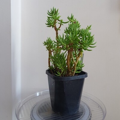 Sun Loving Bonsai Crassula Tetragona 'Miniature Pine Tree' Sun Loving Bonsai Crassula Tetragona 'Miniature Pine Tree'