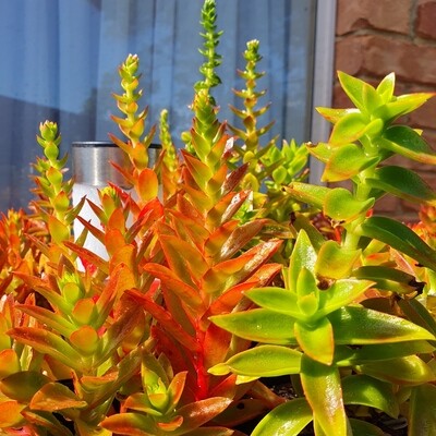 Captivating Crassula Capitella Eurosula 'Campfire'
