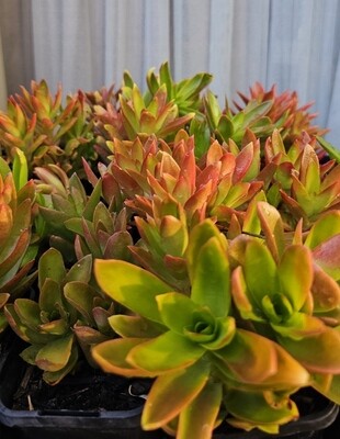 Captivating Crassula Capitella Eurosula 'Campfire' Captivating Crassula Capitella Eurosula 'Campfire'