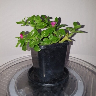 Aptenia Cordifolia Bright Pink ‘Baby Sunrose’