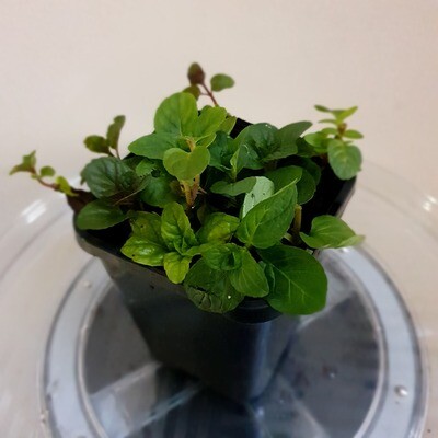 Edible &amp; Sweet Fruity Scented Berries &amp; Cream Mint