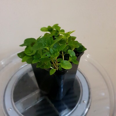 Edible & Sweet Fruity Scented Berries & Cream Mint