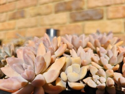 Prolific Growing Graptosedum ‘Francesca Baldi’ — Rosy-Hued Succulent Beauty